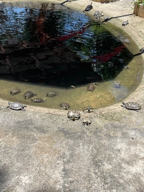 Kusu Island景点图片