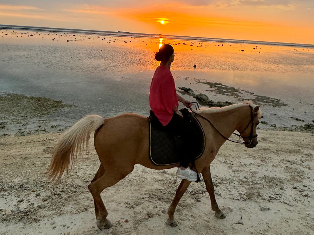 Stud Horse Riding and Rescue-吉利特拉万安必去景点