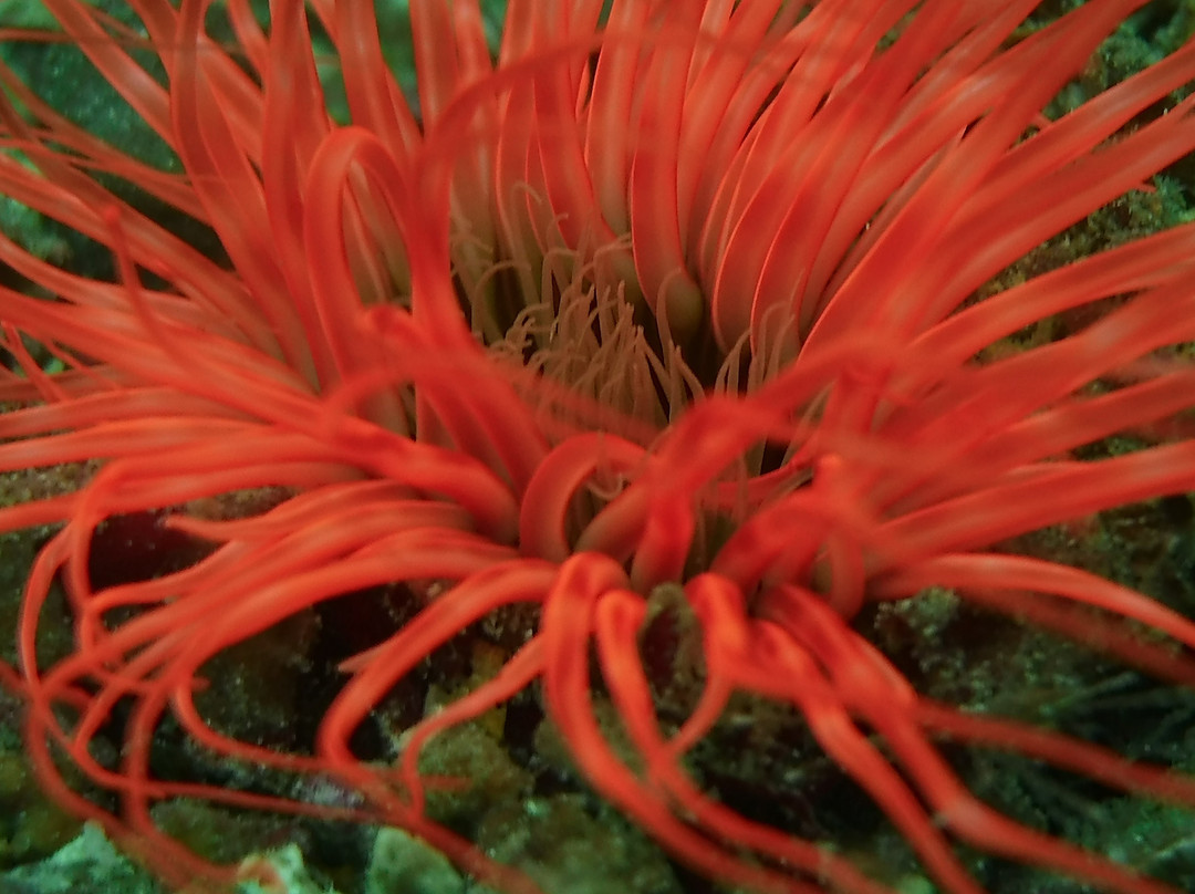 Buceo Carey-拉巴斯必去景点