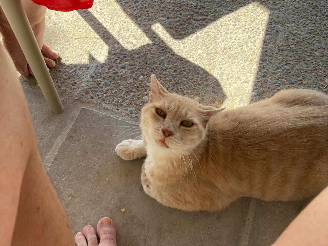 Delfini Beach Bar-Kini必去景点