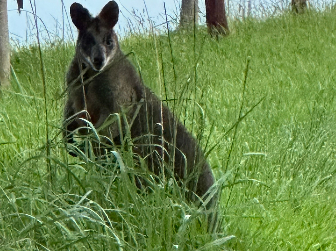 Great Private Tours-墨尔本必去景点