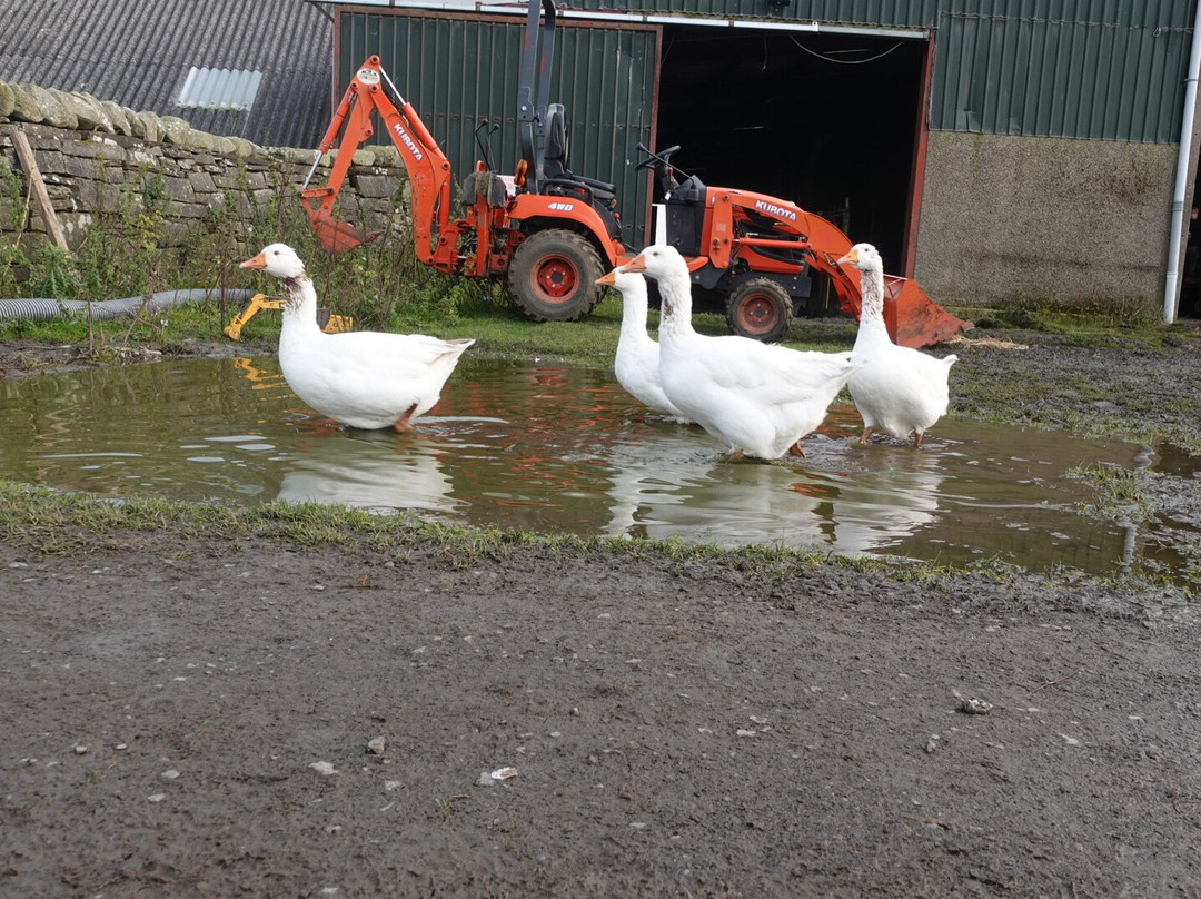 Geise Farm