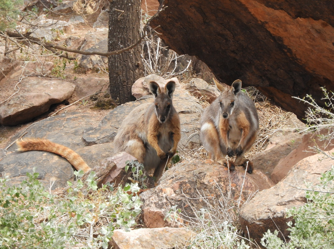 Wallaby Tracks Adventure Tours景点图片