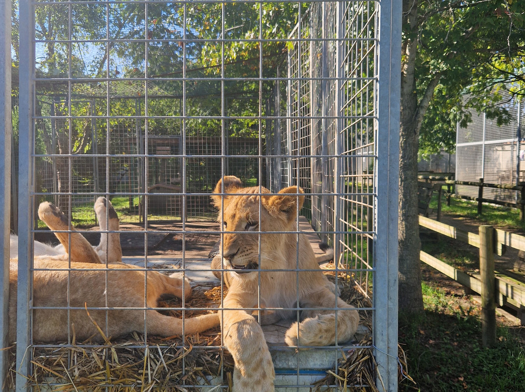 Tiger Experience-Campolongo Maggiore必去景点