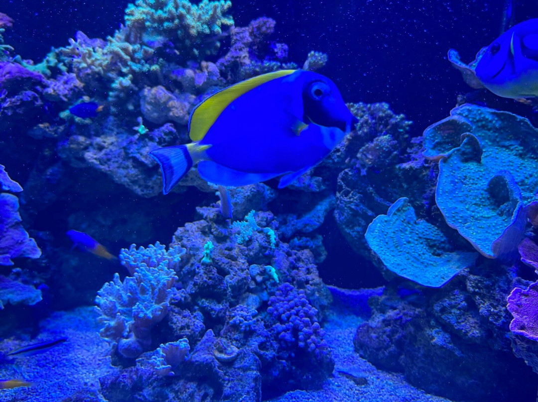 Aquarium Costa De Almería-滨海罗克塔斯必去景点