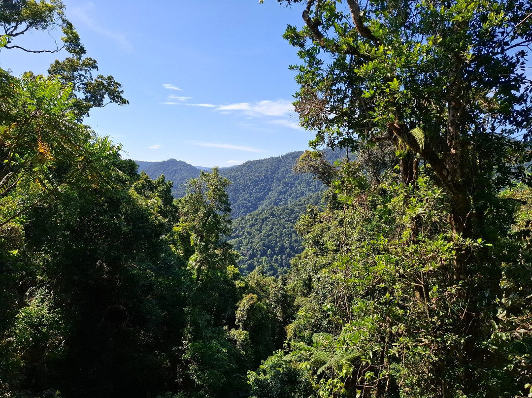 Mamu Tropical Skywalk