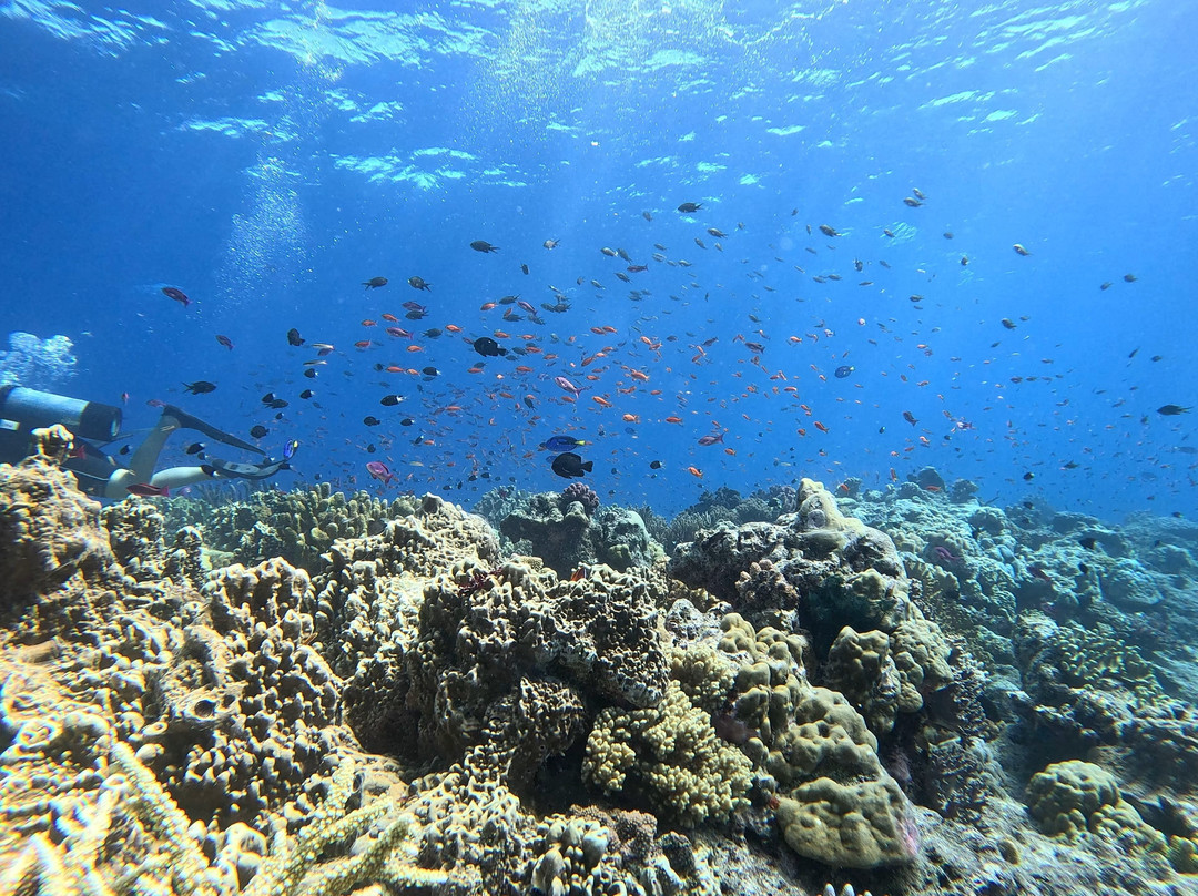 Dive Savusavu Fiji景点图片