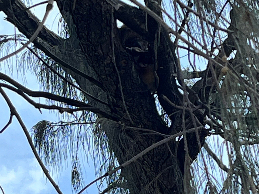 Straddie Kingfisher Tours景点图片