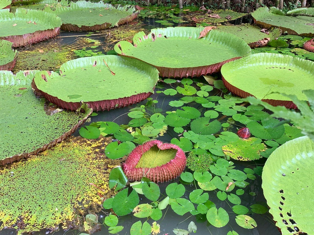 Museu Paraense Emílio Goeldi-贝伦必去景点
