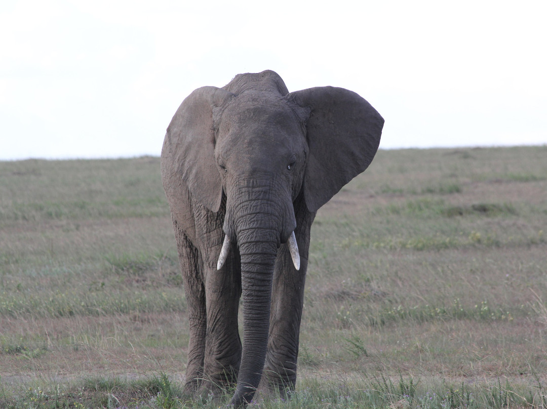 Evergreen Escape Expeditions - Africa景点图片