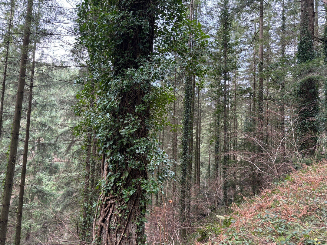 Cardinham Woods景点图片