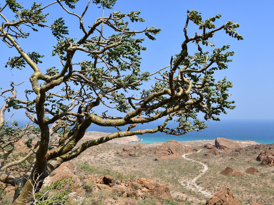Destination Socotra-索科特拉岛必去景点