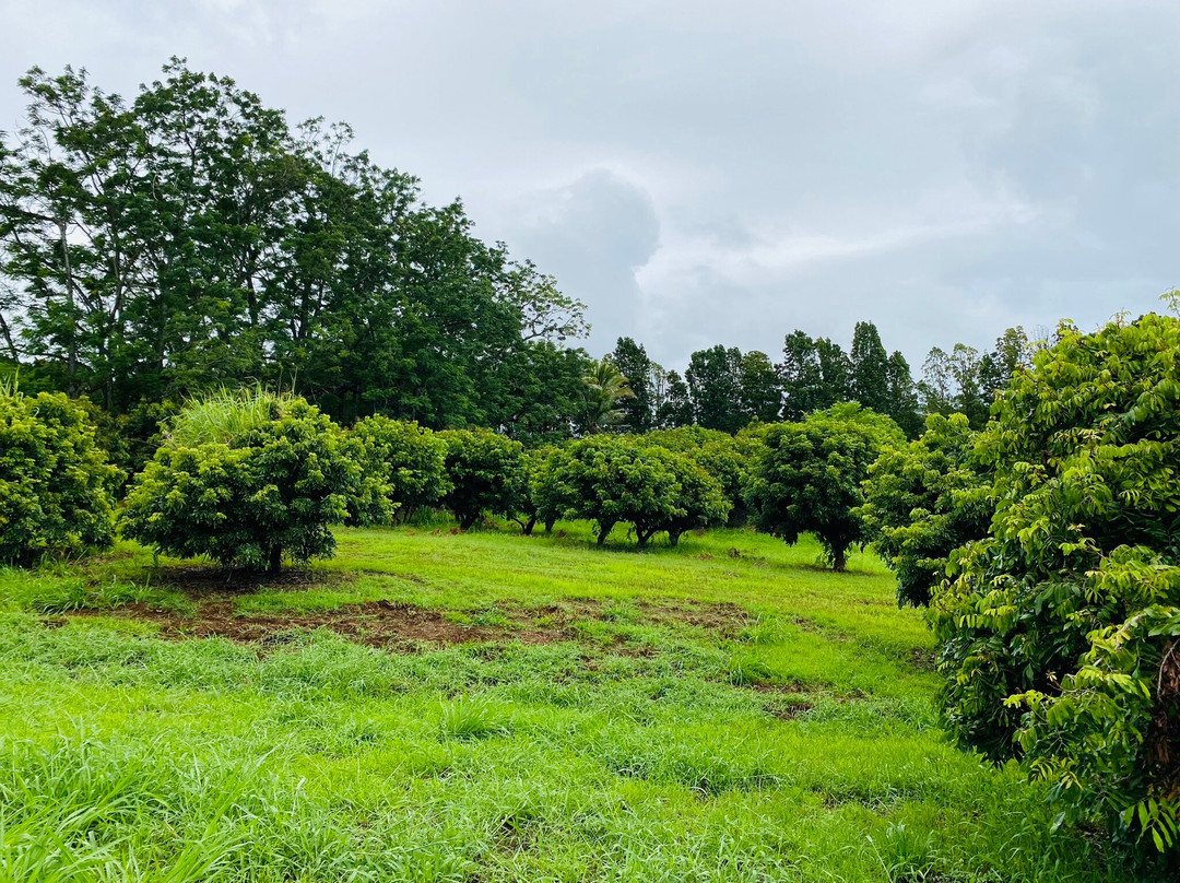 O.k. Farms (the Farm At Rainbow Falls)-希洛必去景点