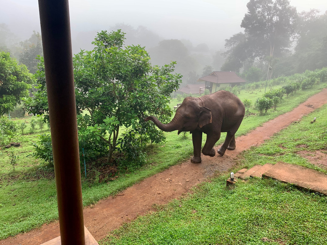Chiang Mai Elephant Friends-夜旺必去景点