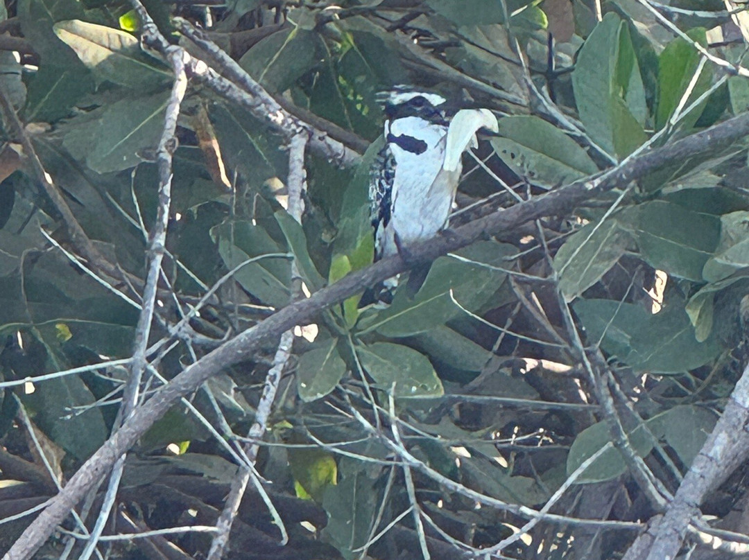 Kotu Bridge (Bird watching)景点图片