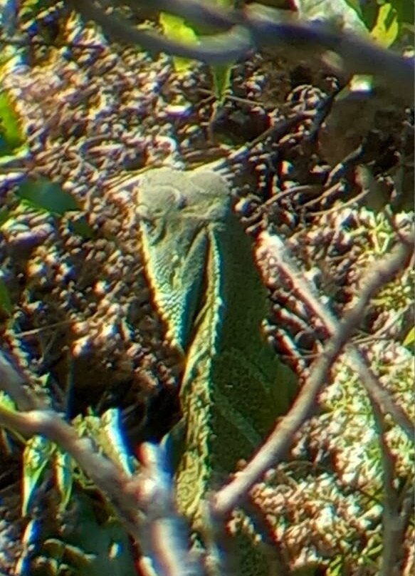 Green Leaf Tour景点图片