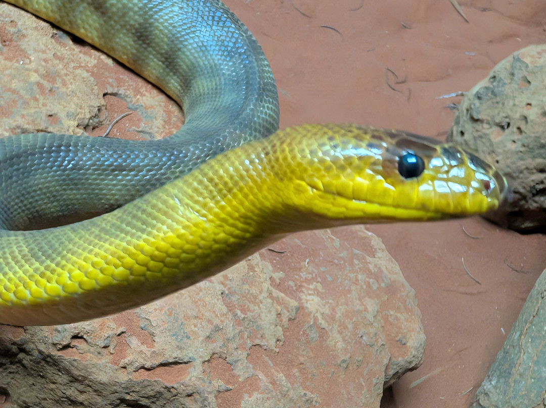 Snakes Downunder Reptile Park景点图片