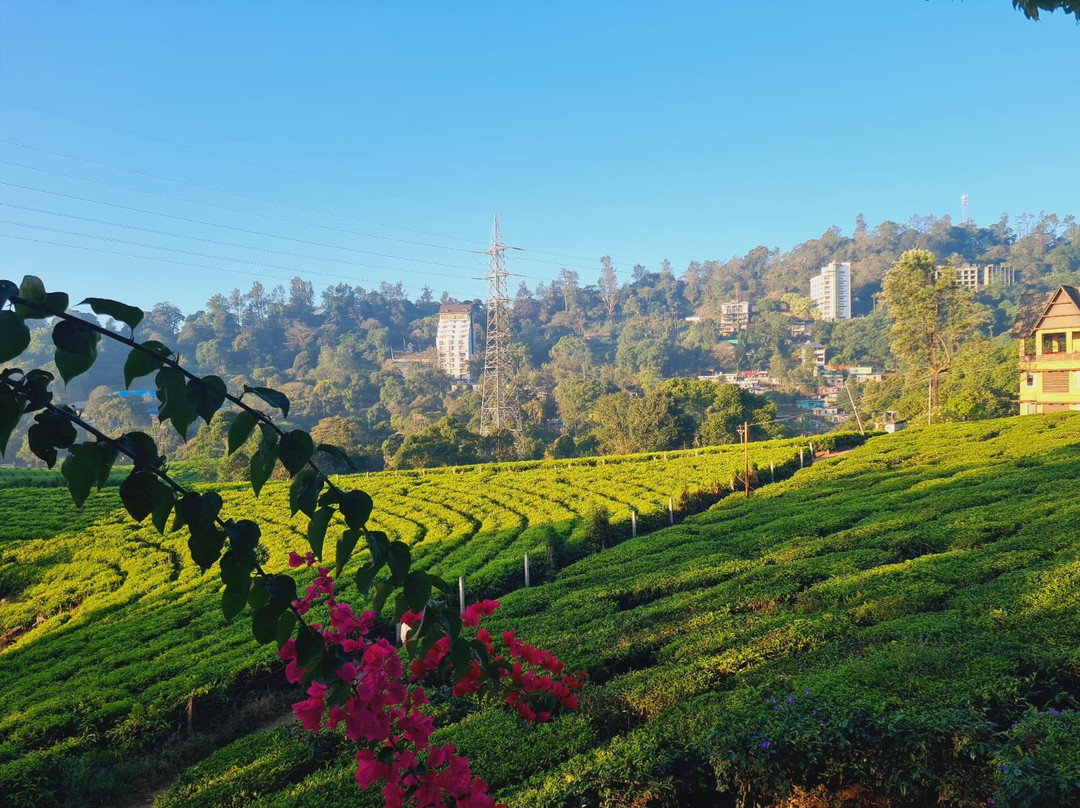 Tea Harvester主图