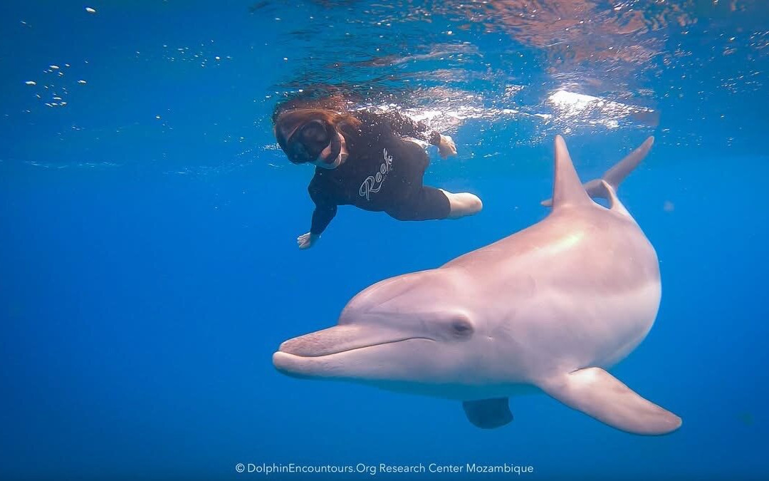 Dolphin Encountours Research Center景点图片