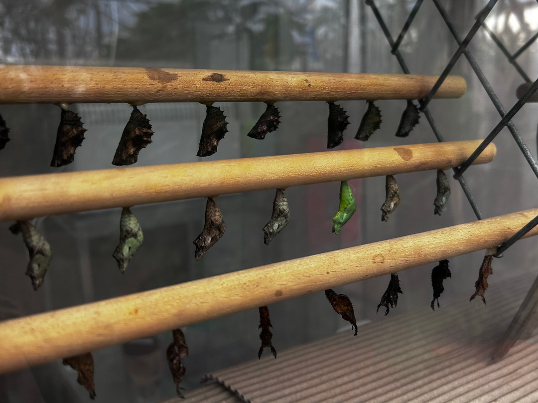 Wye Valley Butterfly Zoo-瓦伊河畔罗斯必去景点