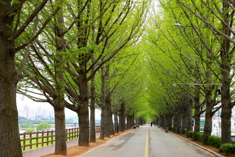 Gingko Tree Road-牙山市必去景点