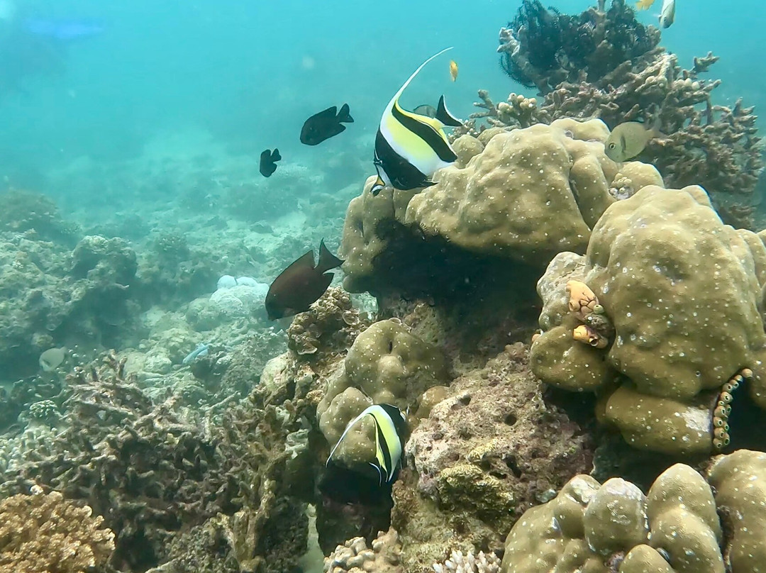 Let's Dive Palawan-公主港必去景点