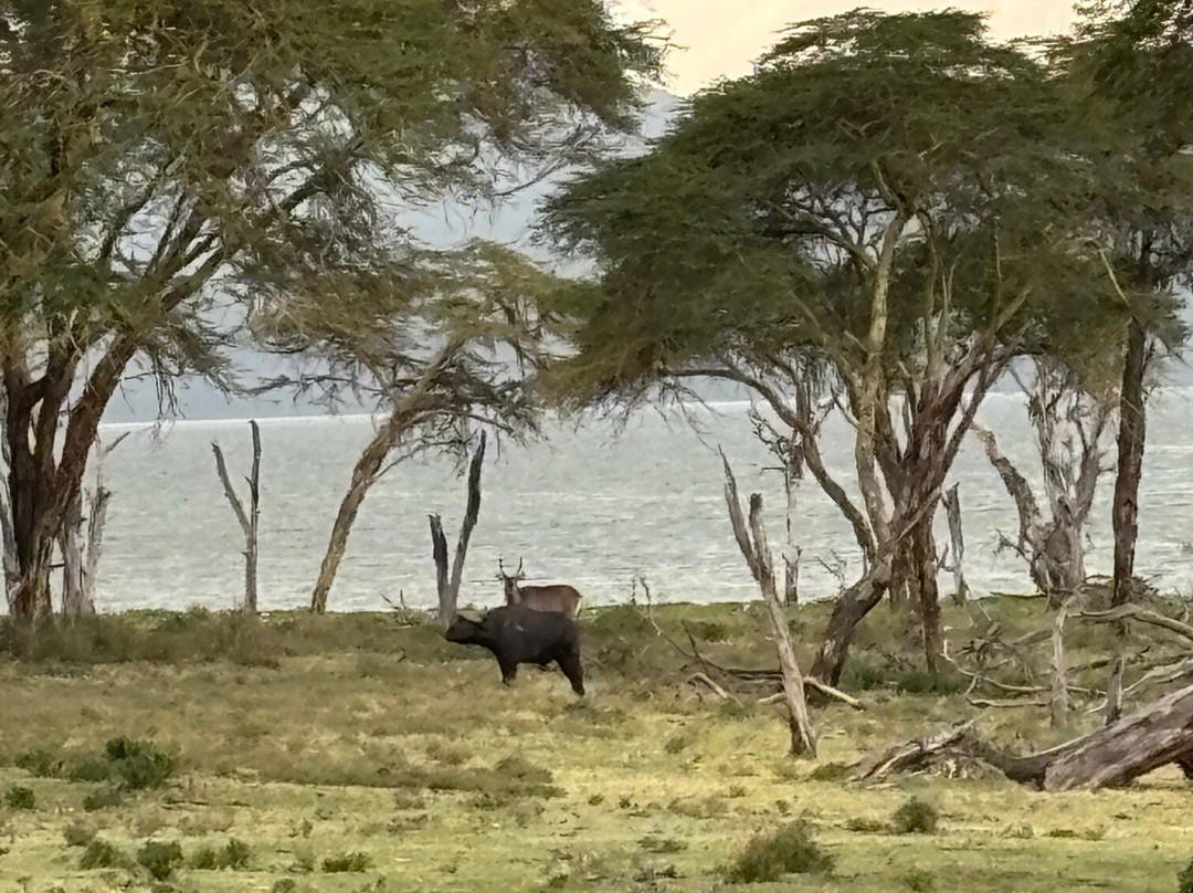 Crescent Island Game Park-奈瓦夏必去景点