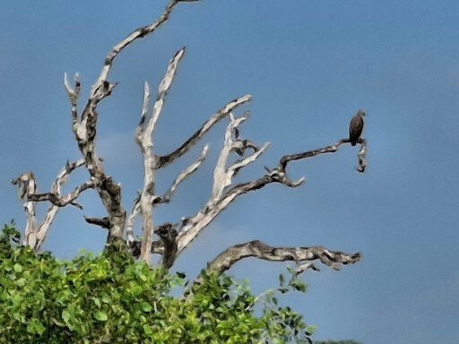 Bundala National Park-Hambantota必去景点
