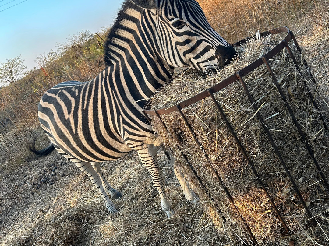 Chipangali Wildlife Orphanage and Research Centre景点图片