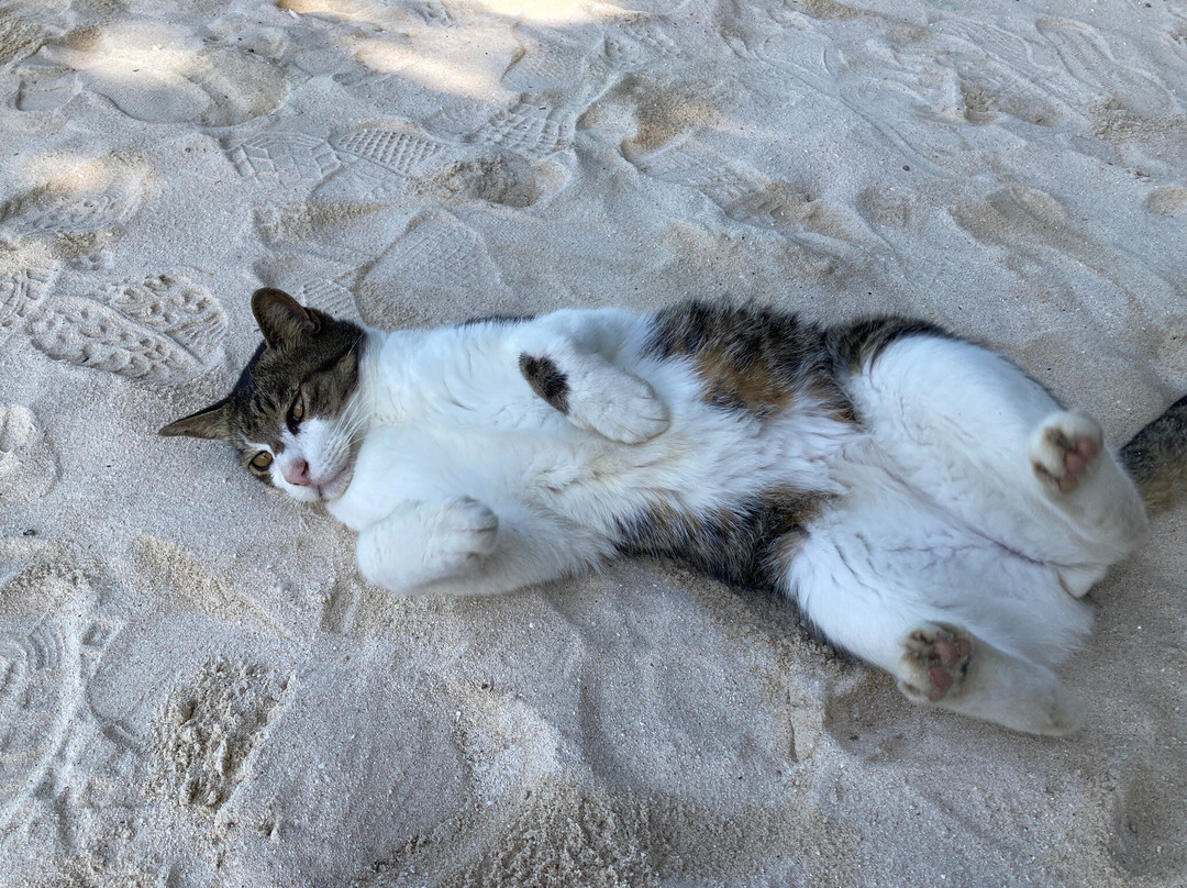 Kaiji Beach景点图片