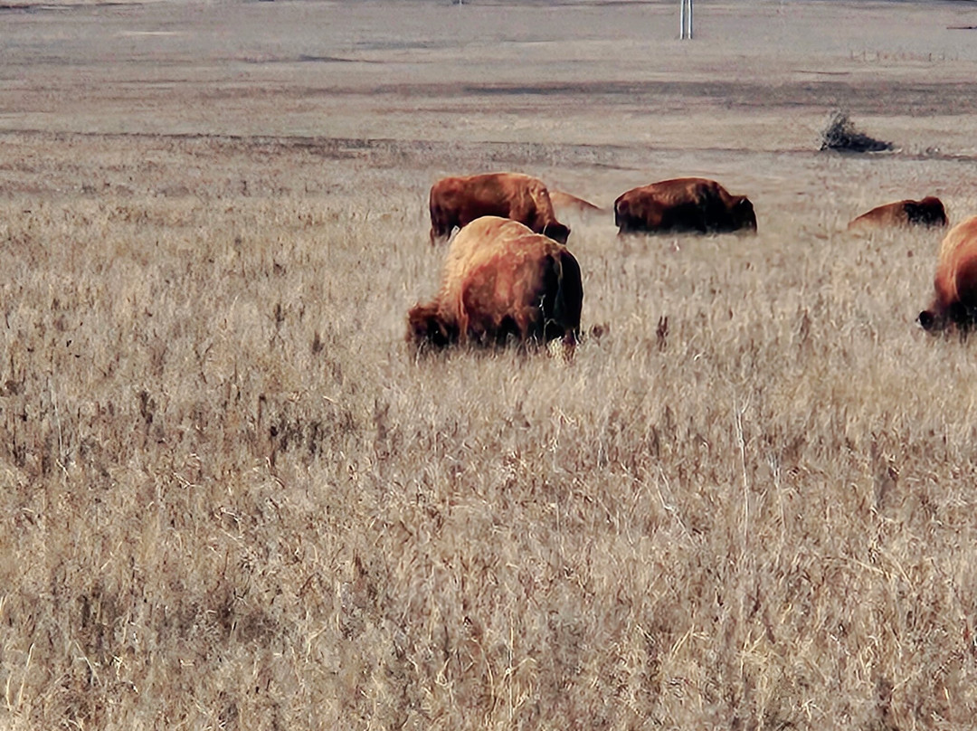 Tallgrass Prairie Preserve-Pawhuska必去景点