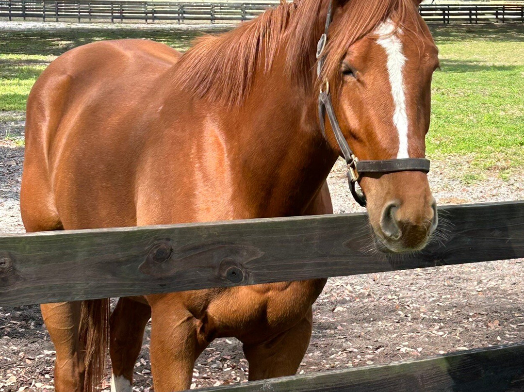 Farm Tours of Ocala-奥卡拉必去景点