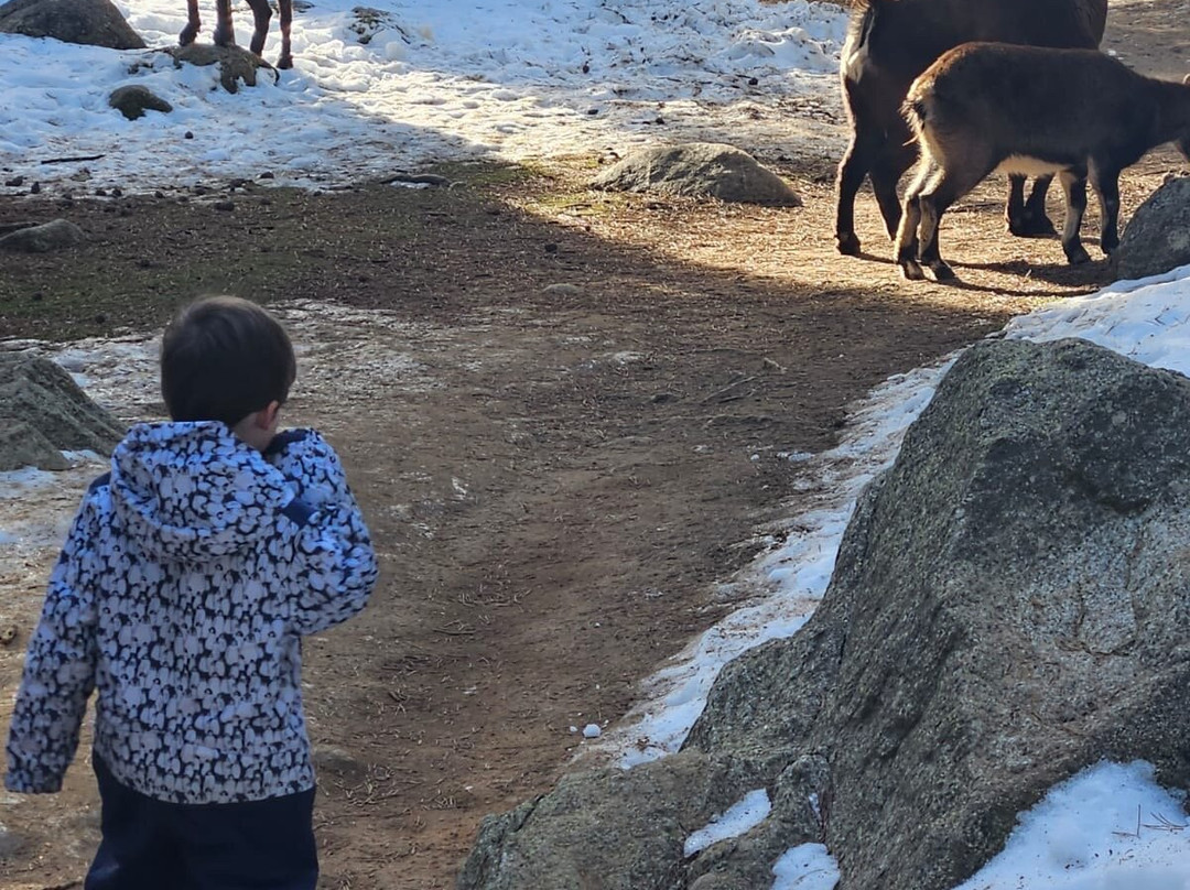 Parc animalier des Angles景点图片