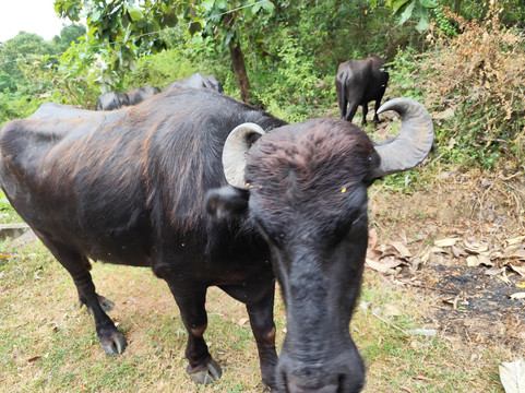 Titus Weerasingha-唐卡拉必去景点