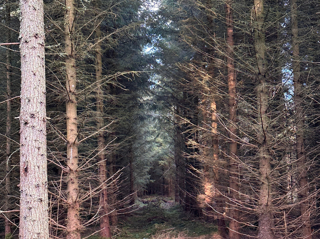 Bowmont Forest