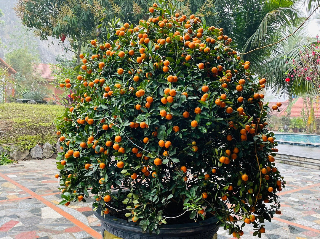 Trang An Lighthouse Homestay