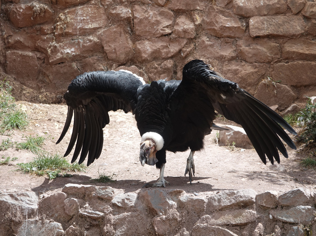 Cochahuasi Animal Sanctuary-库斯科必去景点