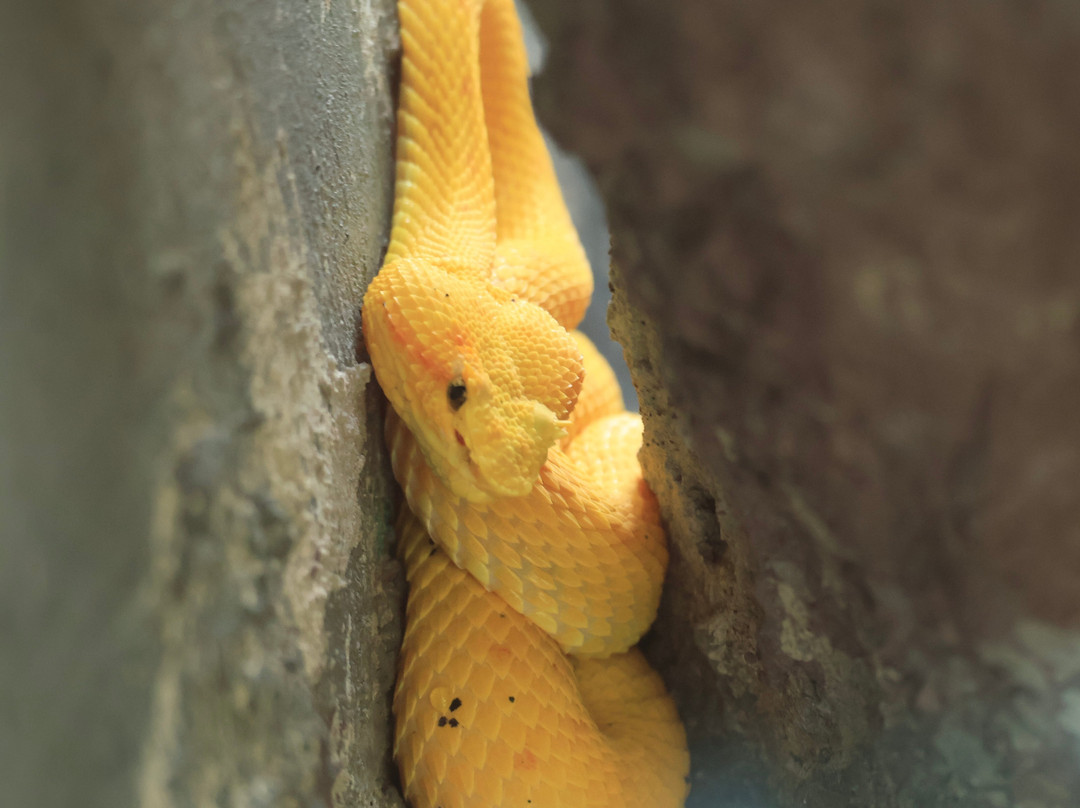 Parque Reptilandia景点图片