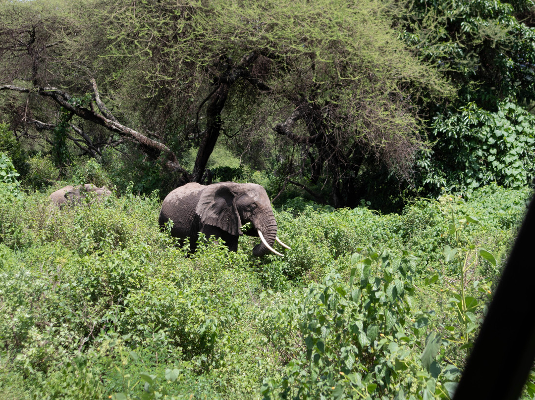 Parc National du Lac Manyara景点图片