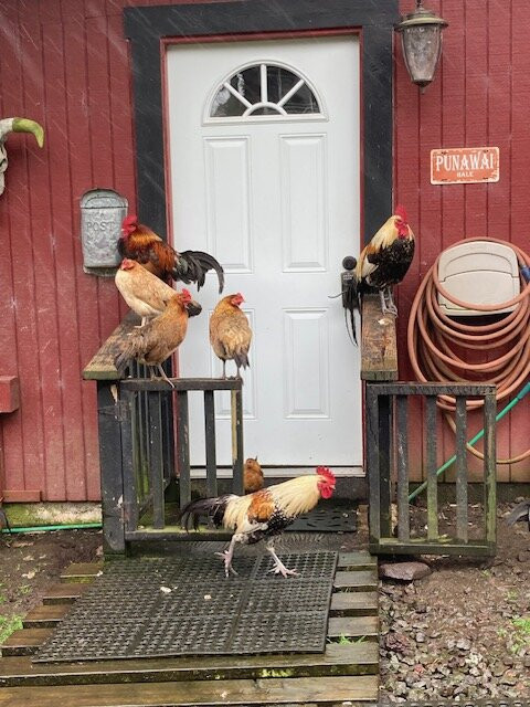 Volcano Acres Ranch Bed & Breakfast主图