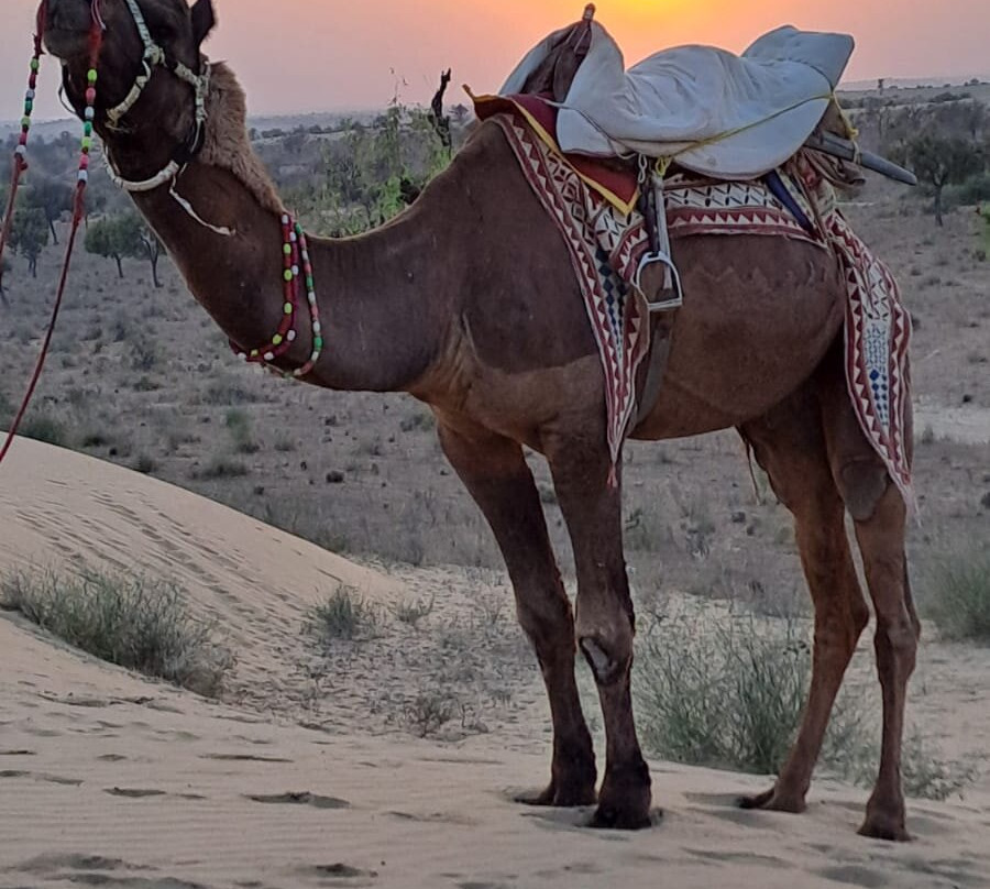 Hariyali Dhani Camps and Resorts主图