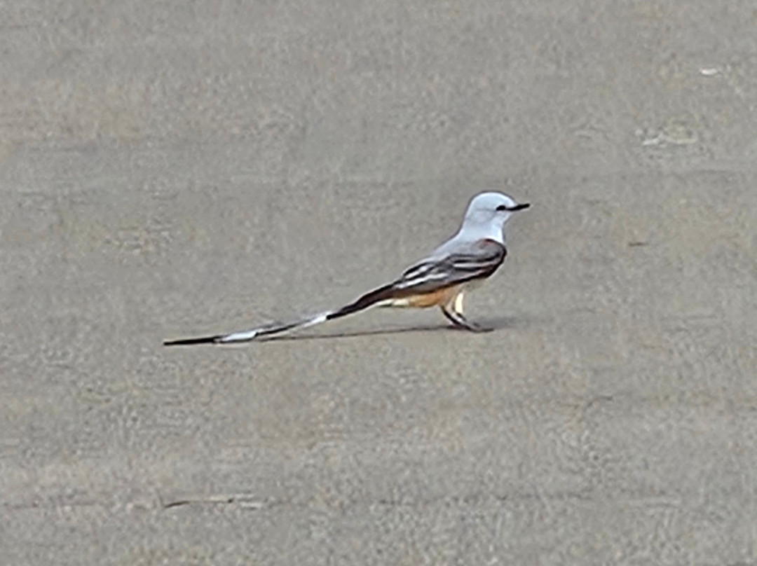 Squaw Valley Golf Course-Glen Rose必去景点