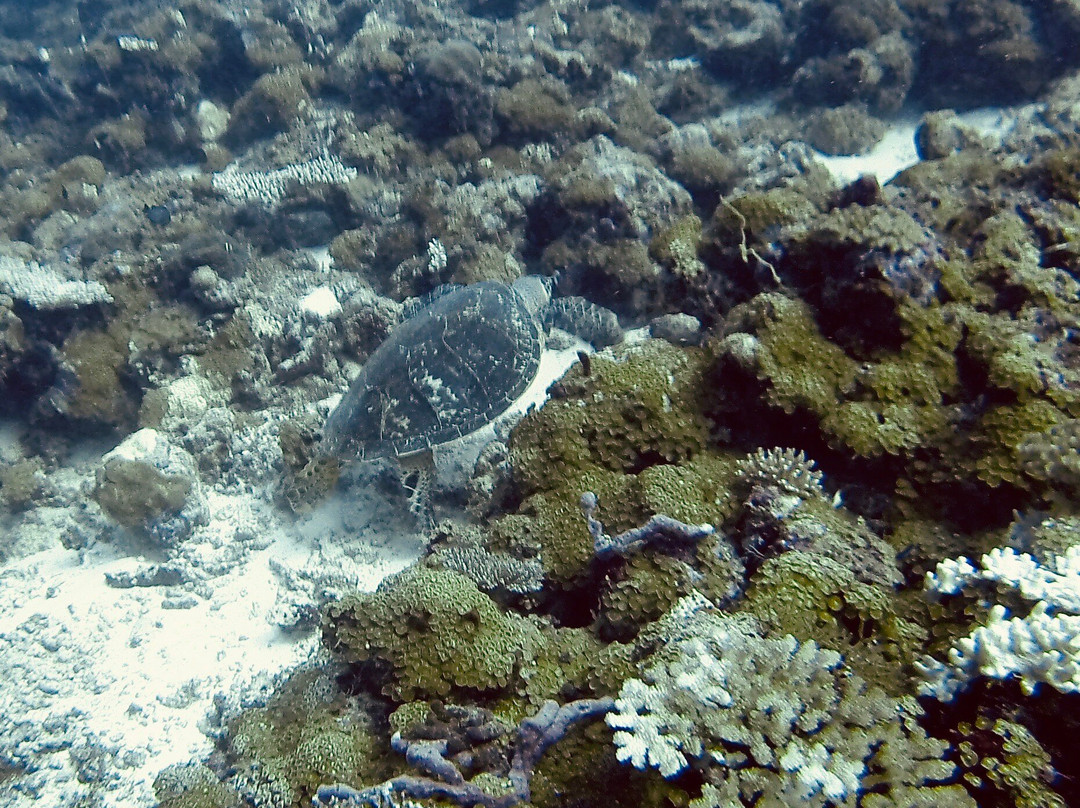 Euro-Divers Kurumba景点图片