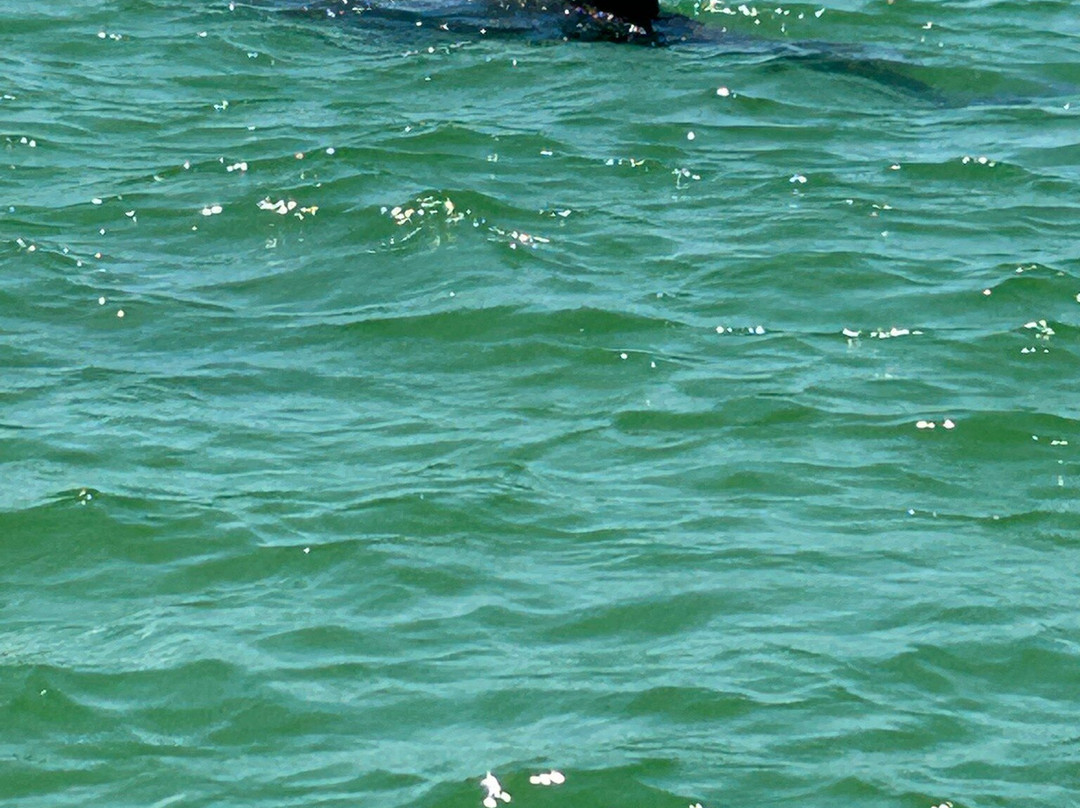 Naples Water Tours-那不勒斯必去景点