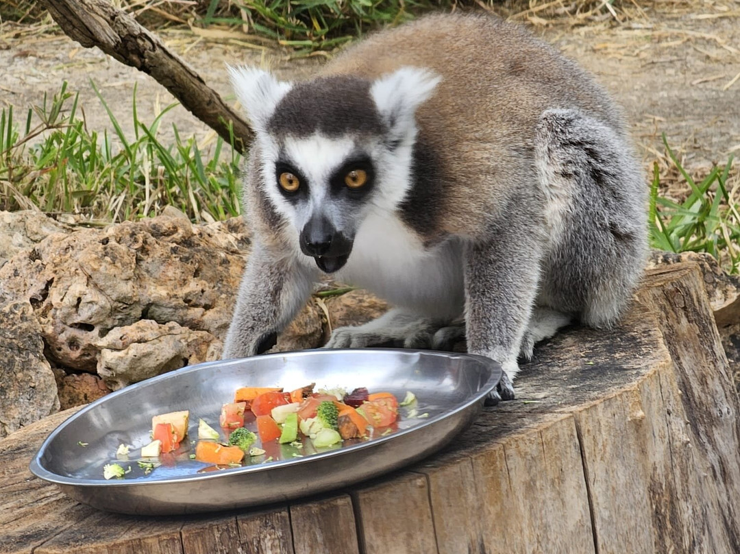 Krazy World Zoo-Algoz必去景点