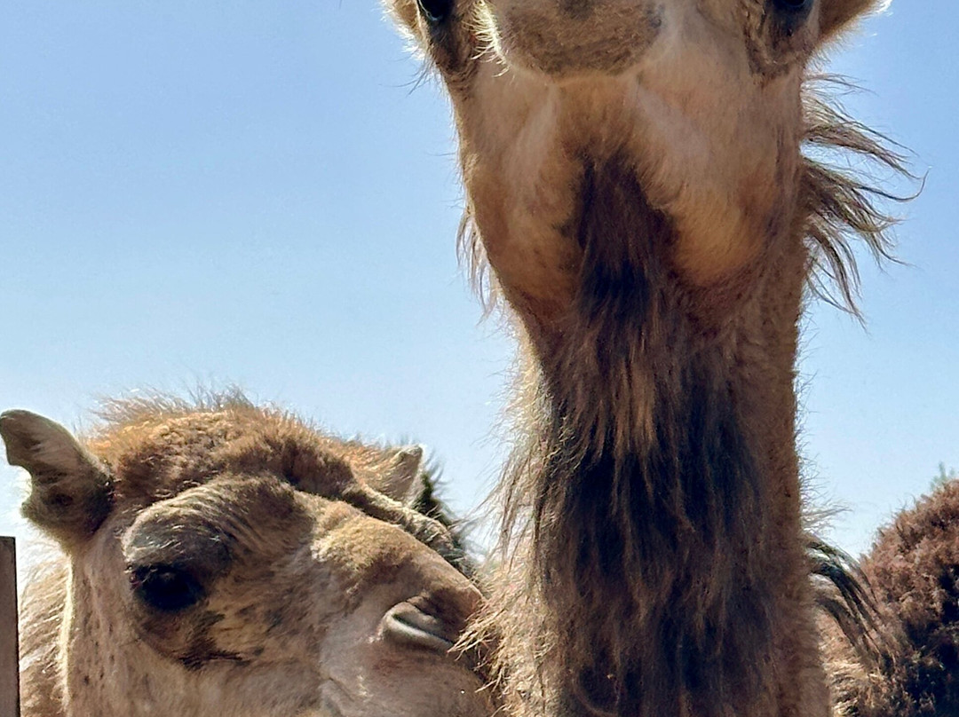 Discover Ghardaia Travel Agency-盖尔达耶必去景点