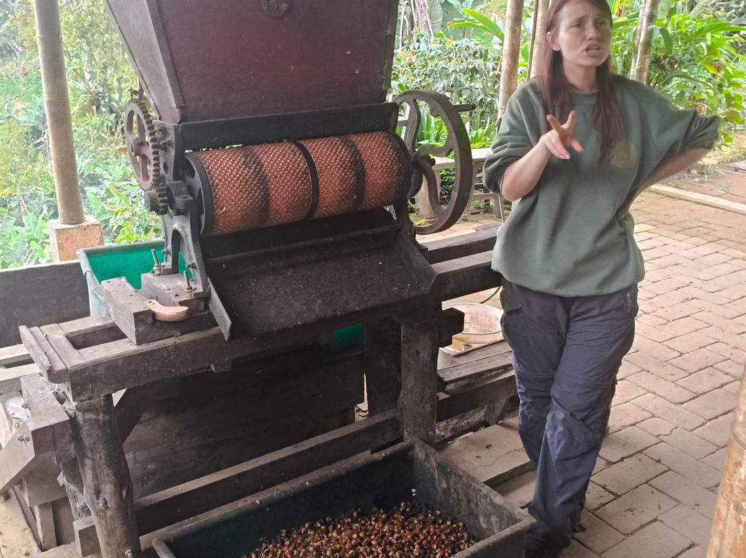 Finca Don Eduardo Coffee Tour景点图片