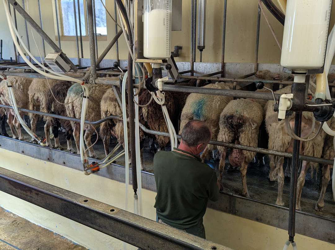 Boydells Dairy Farm-Wethersfield必去景点