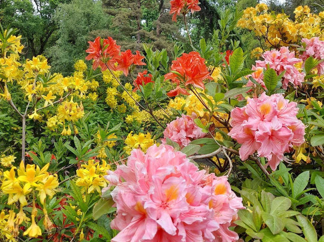 Stody Lodge Gardens景点图片