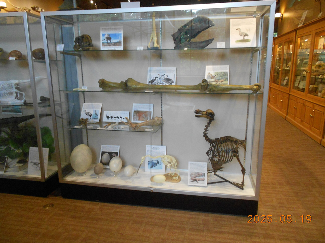 Bob Campbell Geology Museum-克莱姆森必去景点